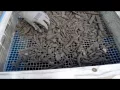 A Look Inside a Bag of Lowes Top Soil or so they say