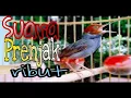 Download Lagu Suara PRENJAK RIBUT [tarung] | pikat burung prenjak | pancing bunyi prenjak bahan