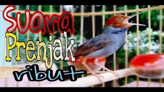 Download Suara PRENJAK RIBUT [tarung] | pikat burung prenjak | pancing bunyi prenjak bahan MP3