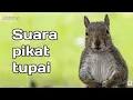 Lagu Suara tupai/bajing untuk pemikat tupai liar.!TANPA IKLAN!!