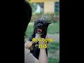 Download Lagu 最伟大的“小偷”！狗妈妈抢食只为养活孩子\\The greatest thief! Dog mom steals food just to feed her child