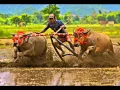 Download Lagu Lagu Sumbawa Indonesia_BARAPAN (Buffalo Races), Video Clips by Abdul Kadir Mustaram