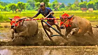 Download Lagu Sumbawa Indonesia_BARAPAN (Buffalo Races), Video Clips by Abdul Kadir Mustaram MP3