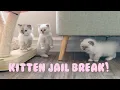 Ragdoll Kittens Break Out Of Their Playpen