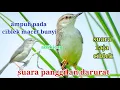 Download Lagu SUARA PIKAT BURUNG CIBLEK SAWAH SANGAT AMPUH