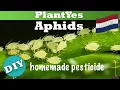 [DIY] Zelf Bestrijdingsmiddel Maken tegen Bladluis 🧴 Effectieve Zeep Spray