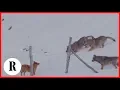 Download Lagu Abruzzo, la scaltrezza del cane: sfugge all'attacco di tre lupi
