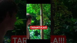 SCARY HAIRY TARANTULA!!!  #travel #sailboat