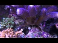Download Lagu Jim's reef tank Feb 15