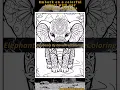 Elephants Coloring Pages for Adults Animals Coloring Books