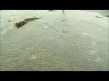Chincoteague flooding from remnants of Ian brings jellyfish into parking lot in Virginia