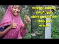 Download Lagu melepaskan burung sirtu/cipoh , ciblek gunung dan ciblek pari ke alam