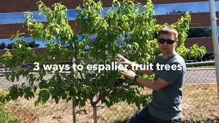 Download Espalier fruit trees: 3 ways to grow a living fruiting fence MP3