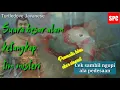 Download Lagu turtledove Javanese,perkutut tunjungbiru Cawanmas tuah ekor sineret suara besar alam
