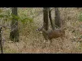 The DNR Wildlife Program