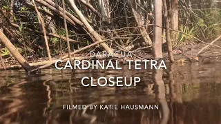 Cardinal Tetra Close up