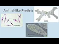 Protists