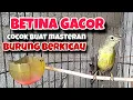 Download Lagu Tembakan KORLAP BETINA, masteran dan pancingan korlap yang malas bunyi