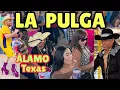 La Pulga Mas Visitada del Valle - Alamo Texas