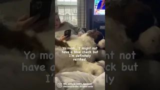Saint Bernard working on Twitter verification