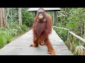 Download Lagu Monkeys Being Silly Will Make You Laugh Hard 😁 Funniest ANIMAL Videos