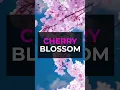 Lagu 👉👉CHERRY-BLOSSOM SHORT VID 🌸🌸🌸🌸🌸🌸🌸  ('Sakura' \u0026 'Hanami') 15 seconds