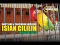 Download Lagu Masteran Lovebird Isian Cililin Mantap!