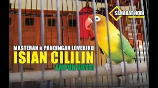 masteran lovebird isian cililin mantap 