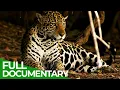 Wild Colombia A Wildlife Paradise Between Rainforest and Ocean Free Documentary Nature