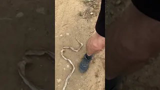 Snake skin after shedding, molting, or sloughing. Pretty impressive. #snake #hiking #snakes #nature