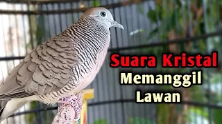 perkutut lokal gacor suara kristal paling top untuk pancingan dan pikat perkutut 