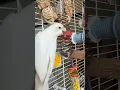 Download Lagu Bird Training : Smart lovebird parrot|bird lover#training#birds #viral#shortvideos#shorts#cute#love