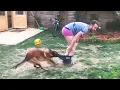 Download Lagu Silly Pooch Pants Prank | Pet Bloopers and Practical Jokes