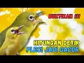 Lagu Pleci Bongkar Isian Pancingan Ampuh Bikin Pleci Cepat Gacor