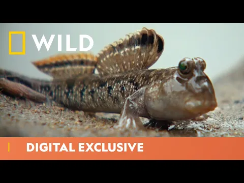 Download MP3 The Fish That Walks | Wild Africa | National Geographic Wild UK