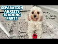 Easiest Way to Train Your Dog with Separation Anxiety Cavapoo