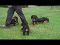 Rottweiler Puppies For Sale