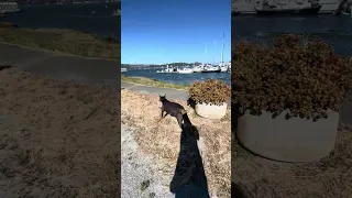 #Fyp #dream #YouTube #doberman #pets