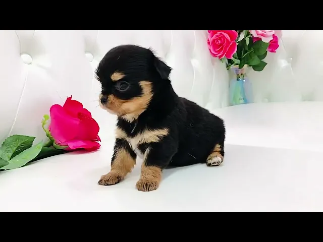 動画