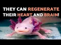 This is the Magical AXOLOTL From MEXICO In DANGER of EXTINCTION