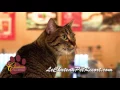 Pet Boarding at Le Chateau Pet Resort