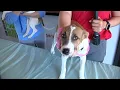 San Antonio Pets Alive is overflowing with animals administrators say fosters and adopters ne