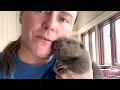 Download Lagu Tiny beaver survives what most humans won't