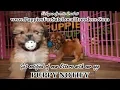 SHIH TZU PUPPIES FOR SALE GEORGIA LOCAL BREEDERS GWINNETT COUNTY GA