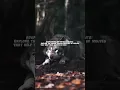 Lagu Wolf Adaptations|Evolution's Finest The Remarkable Traits of Wolves