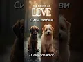 Download Lagu The Power of Love: This Little Angel's Transformation Will Move You 💖🐶 #CuteCats, #SleepyCat