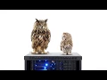 WGU College of IT Acronyms Commercial