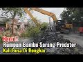 Download Lagu Ngeri‼️Rumpun Bambu Sarang Predator Kali Busa Di Bongkar