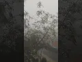 Download Lagu Foggy foggy morning #short video #foggy#nature #please_subscribe_my_channel