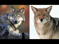 Wolves VS Coyotes A Comparison